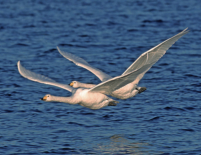 http://www.avenir.ro/calator/wp-content/uploads/2009/08/whooper-swans-in-flight-1.jpg
